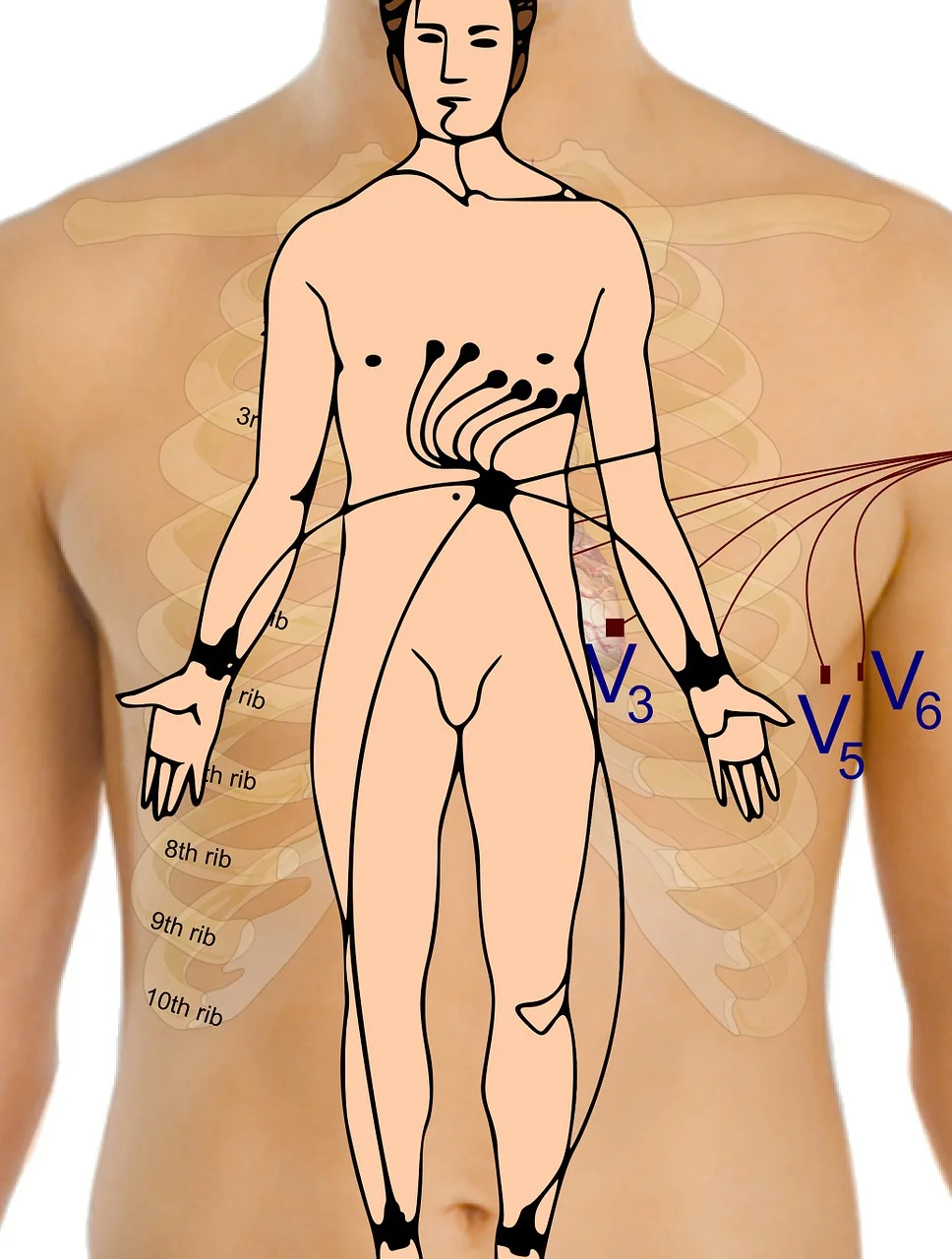 electrocardiogram, body, points-165962.jpg
